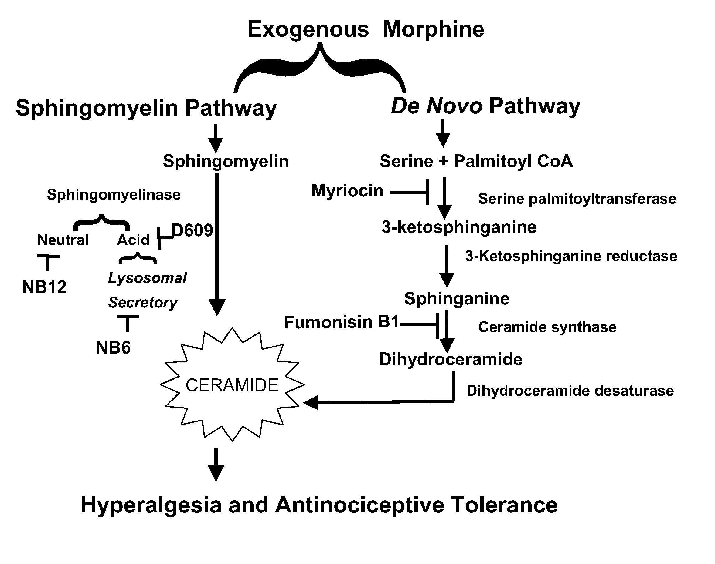 Inhibitors of the ceramide metabolic pathway as adjuncts to opiates for pain