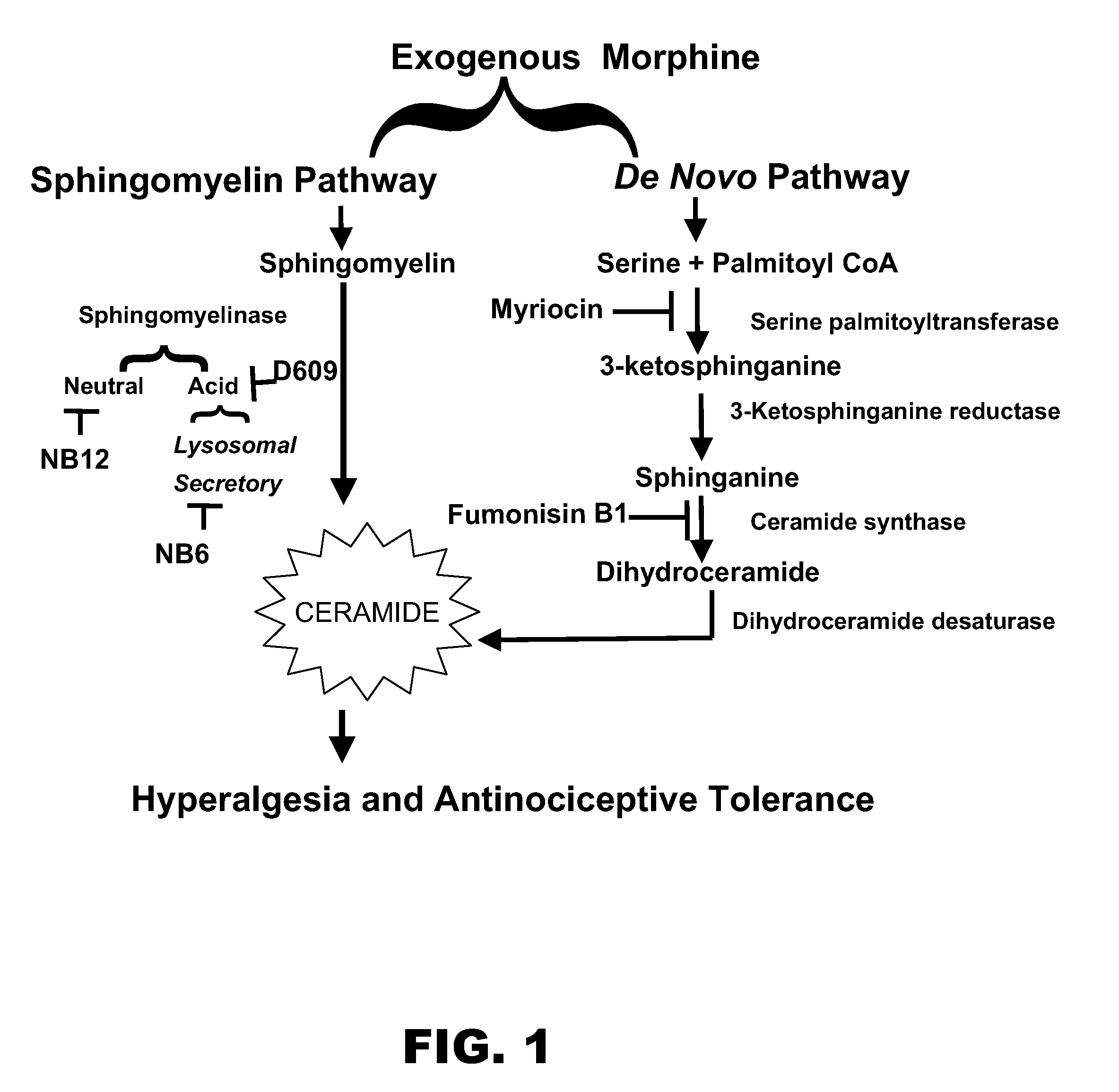 Inhibitors of the ceramide metabolic pathway as adjuncts to opiates for pain