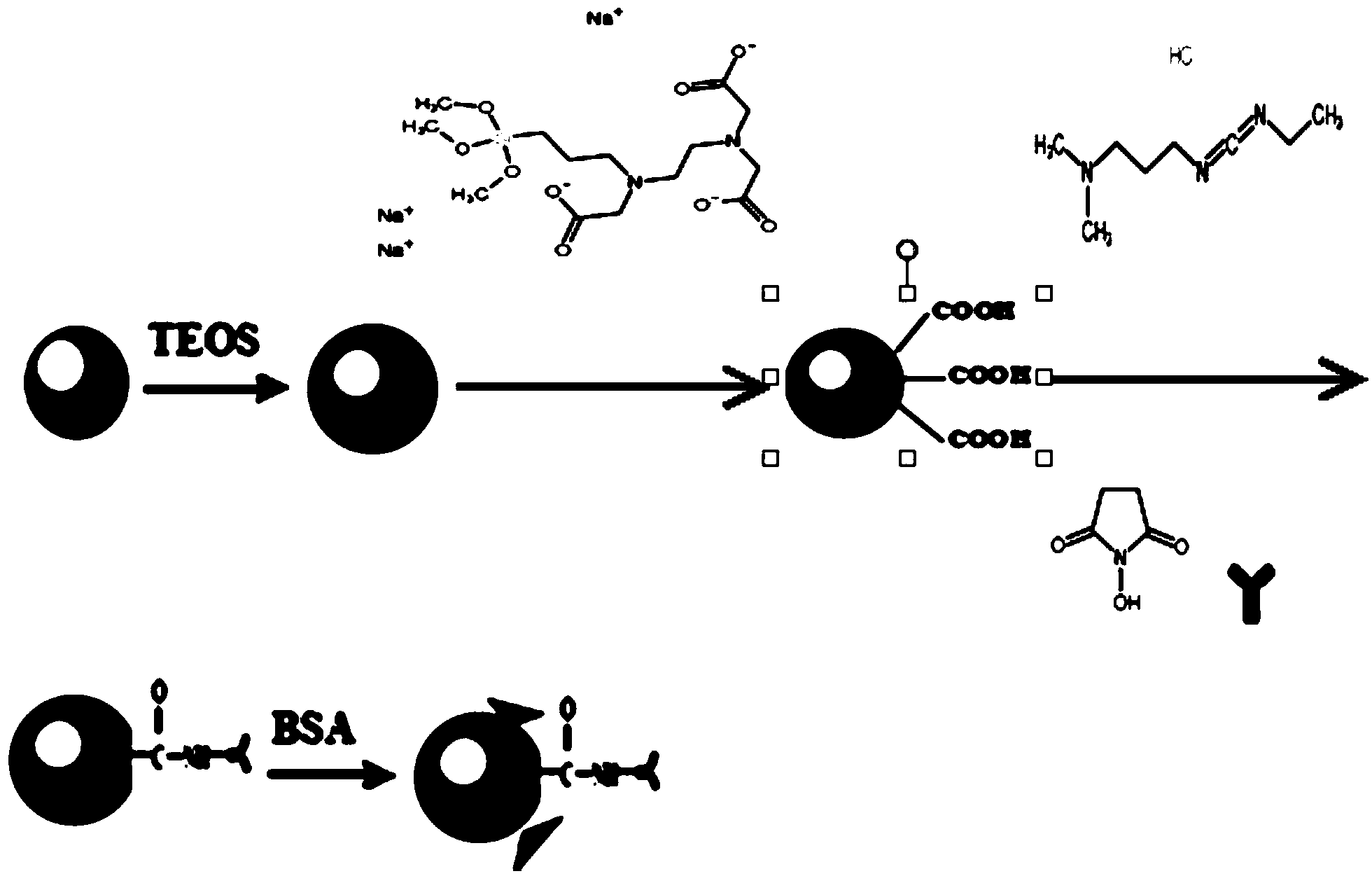 Chloramphenicol quantitative detection method based on up-conversion phosphor technology and immunochromatography technology