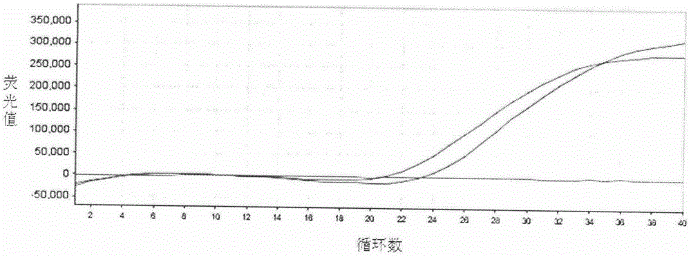 Taqman-MGB fluorescent quantitative PCR kit and method for detecting 12 common viruses and bacteria of pig at same time