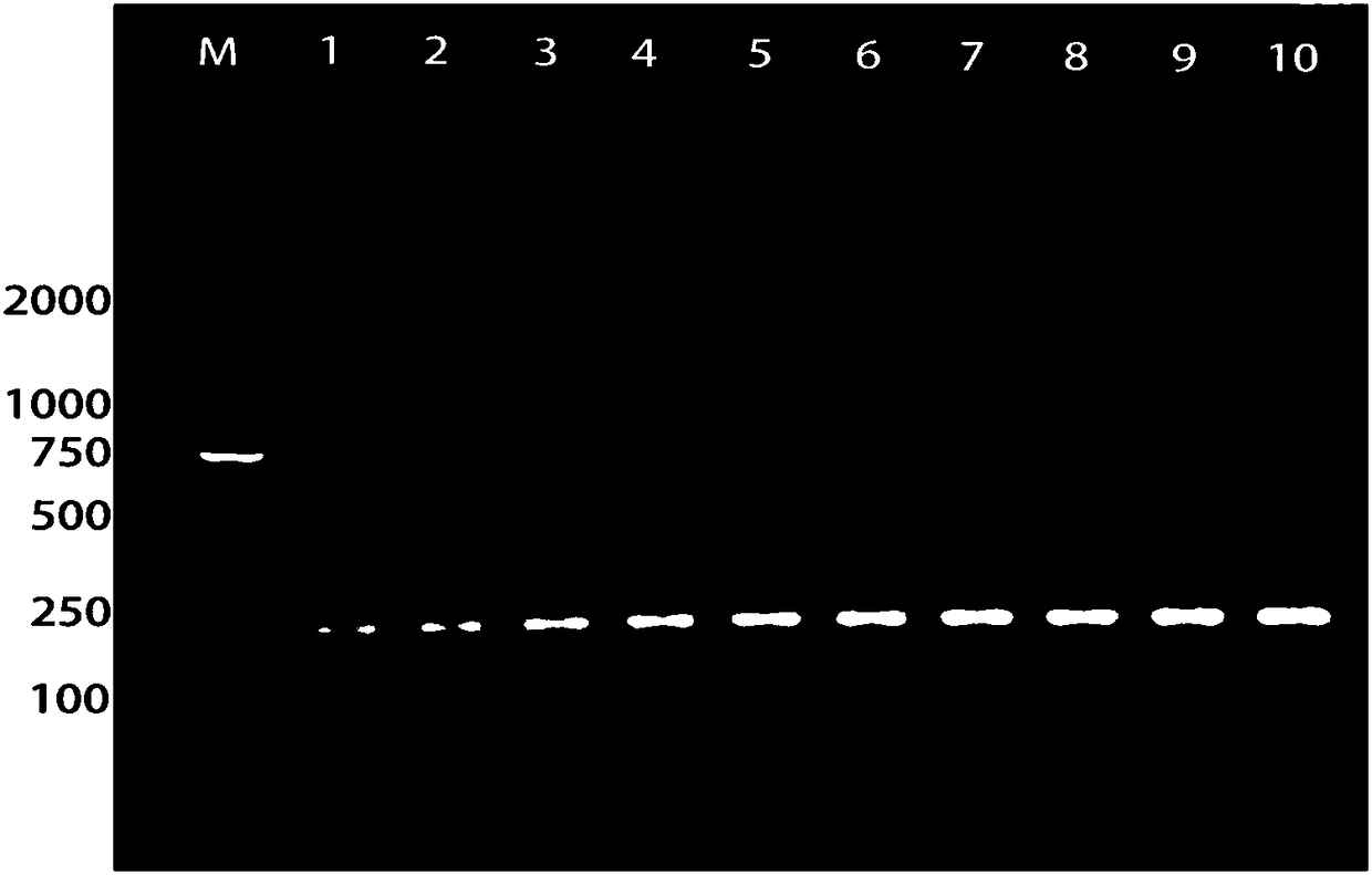 Specific primer and rapid detecting method for detecting lasiodiplodia theobromae