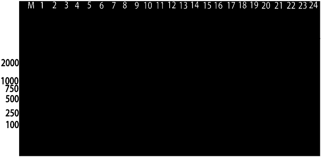 Specific primer and rapid detecting method for detecting lasiodiplodia theobromae