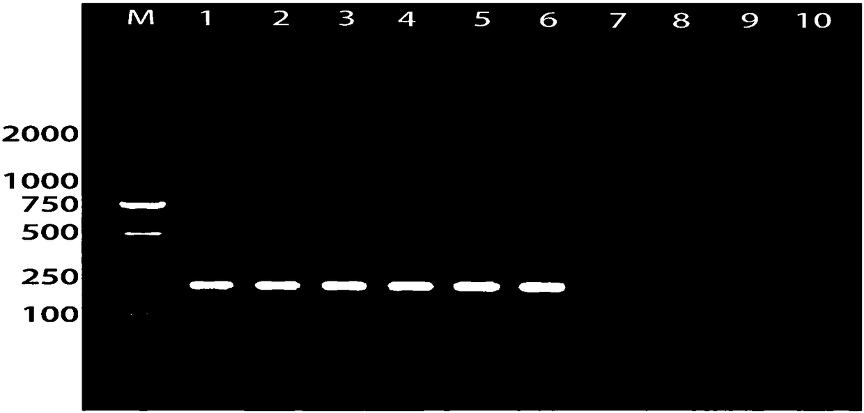 Specific primer and rapid detecting method for detecting lasiodiplodia theobromae