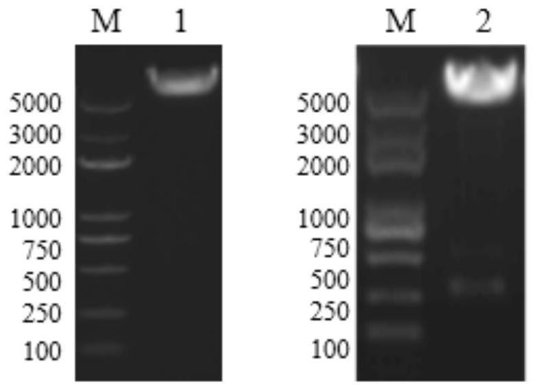 Swine anti-PDCoV-N protein scFv and expression vector, construction method and application thereof