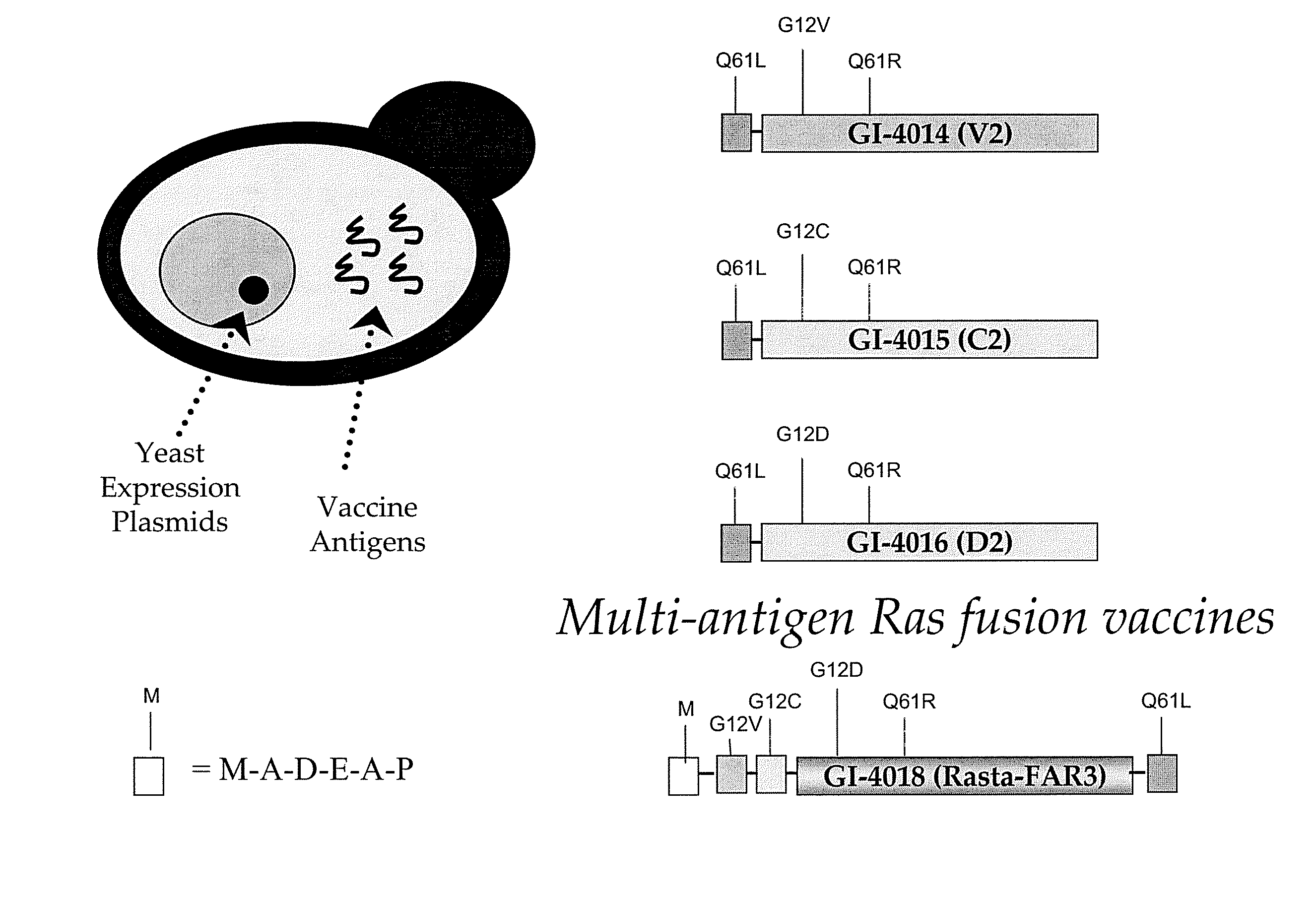 Yeast-based vaccines as immunotherapy