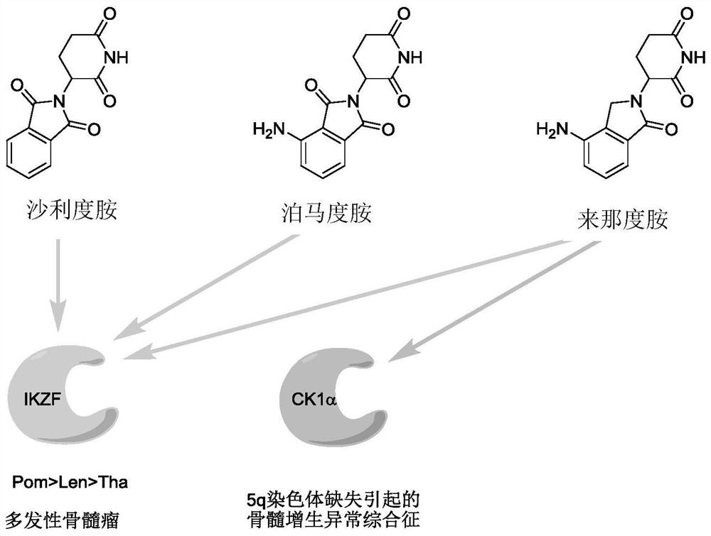 Sulfur-containing compound based on glutaryl imide skeleton and application of compound