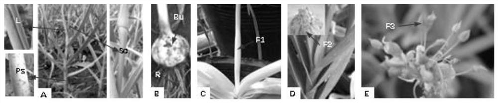 AsFUL gene and protein capable of accelerating plant to bloom, and application of AsFUL gene and protein