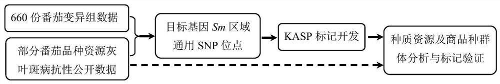 Combination of SNP loci for detection of tomato gray leaf spot resistance and its application