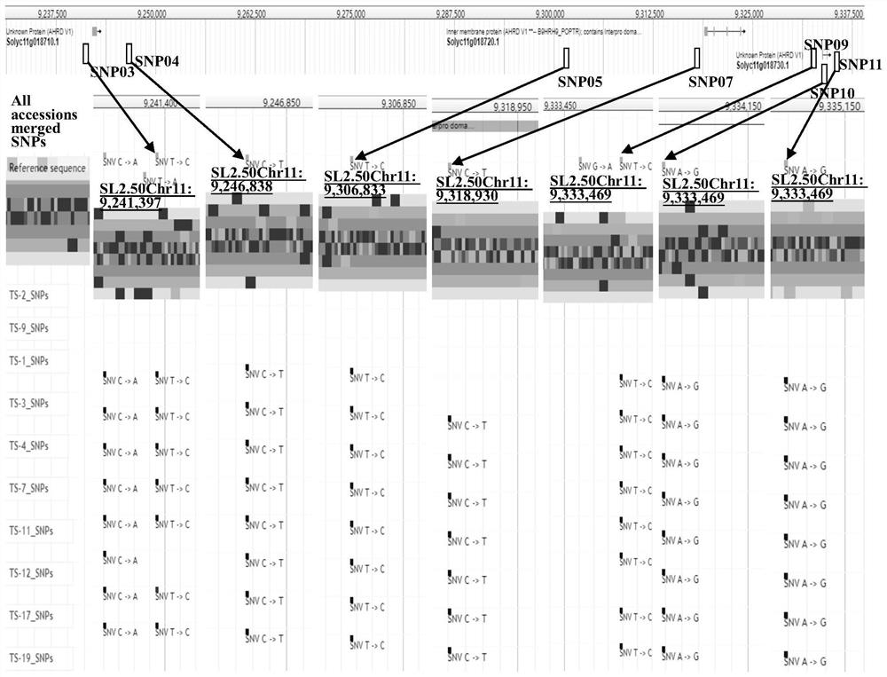 Combination of SNP loci for detection of tomato gray leaf spot resistance and its application