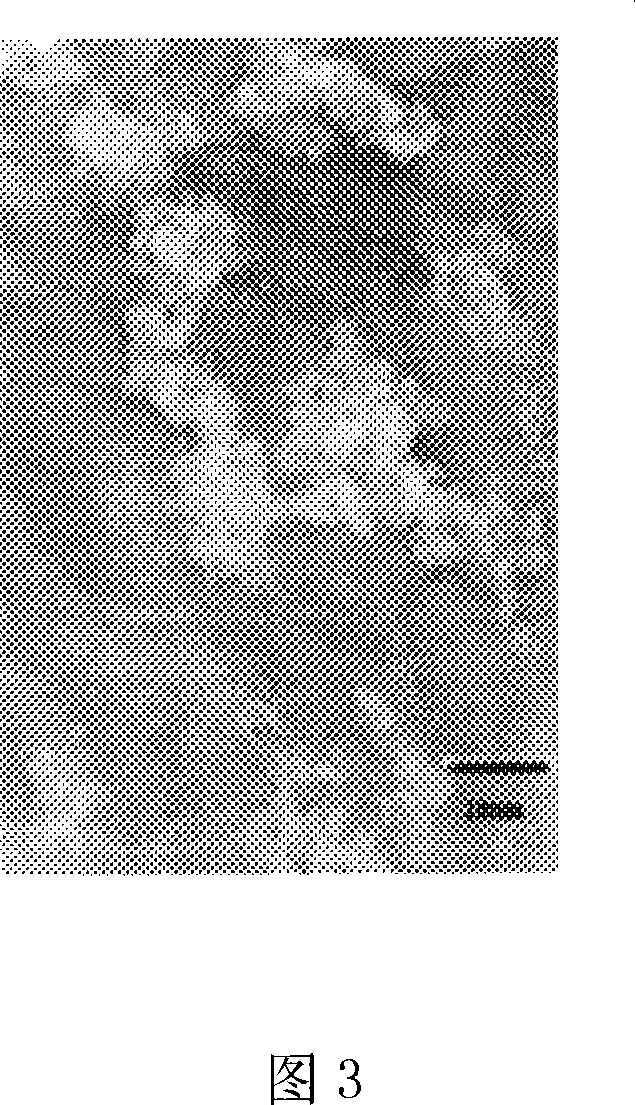 Method for preparing Fe2O3 Nano particles clad by Fe2O3