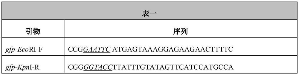 A strong promoter and its production of vitamin b  <sub>12</sub> Application of the strain