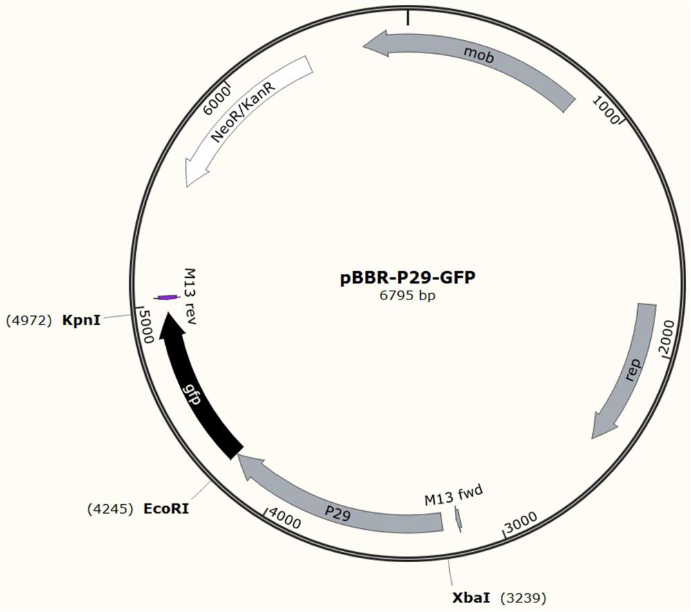 A strong promoter and its production of vitamin b  <sub>12</sub> Application of the strain