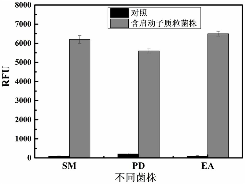 A strong promoter and its production of vitamin b  <sub>12</sub> Application of the strain