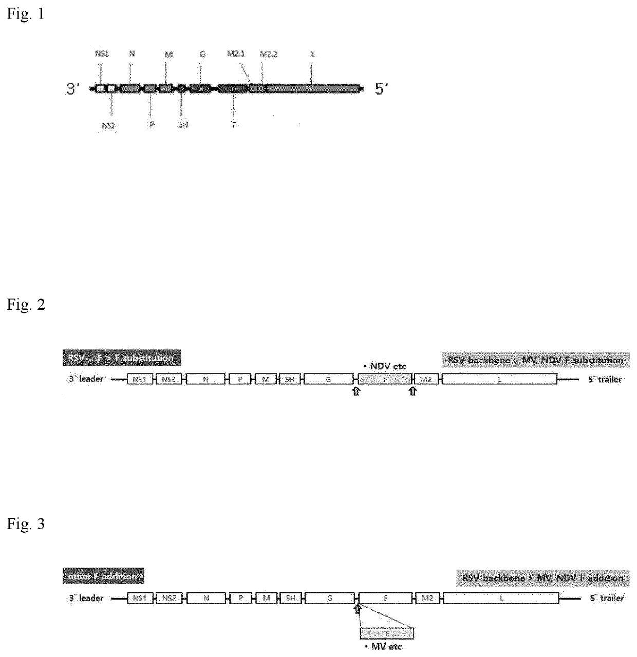 Recombinant rsv live vaccine strain and production method therefor