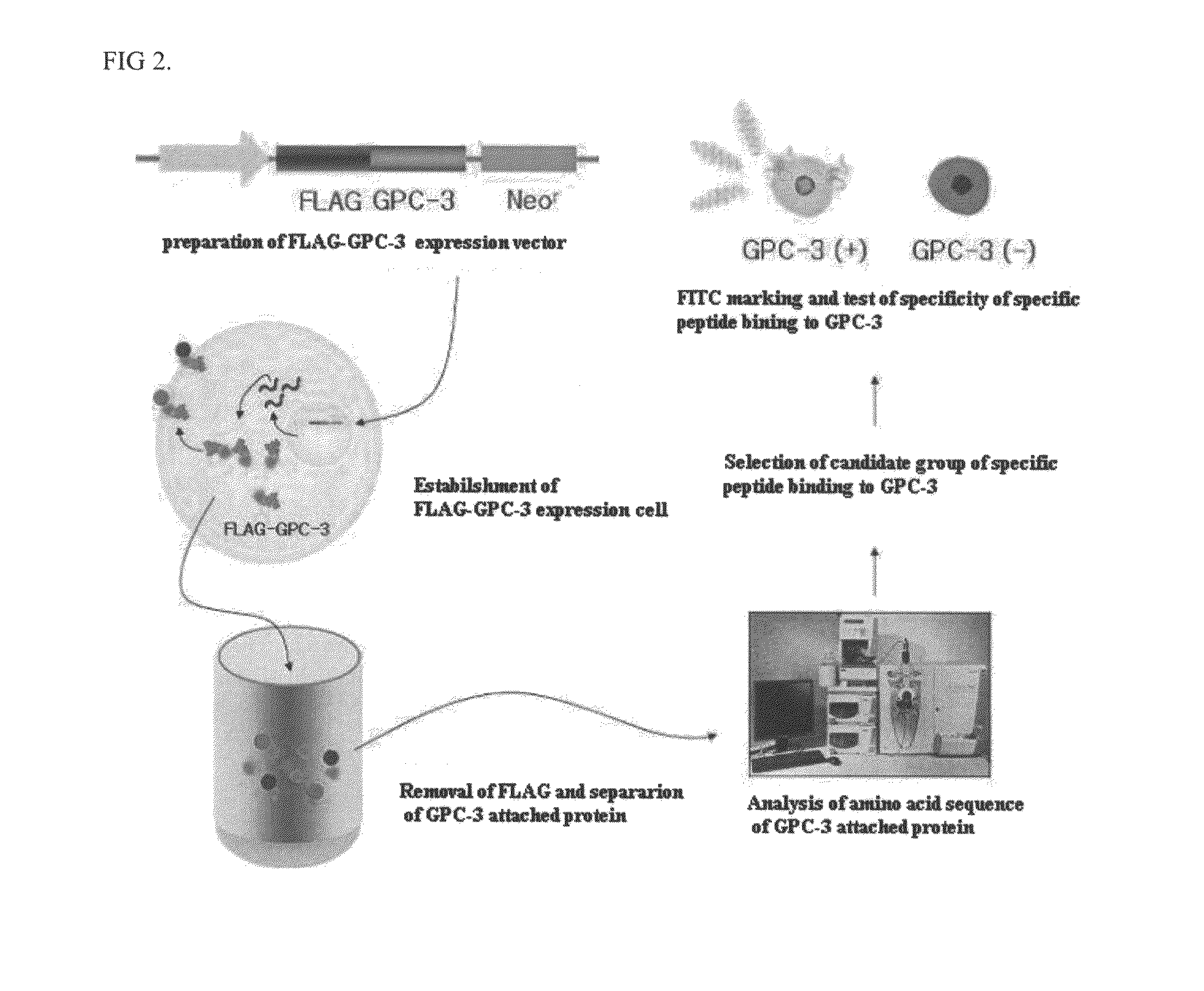 Specific peptide binding to glypican-3