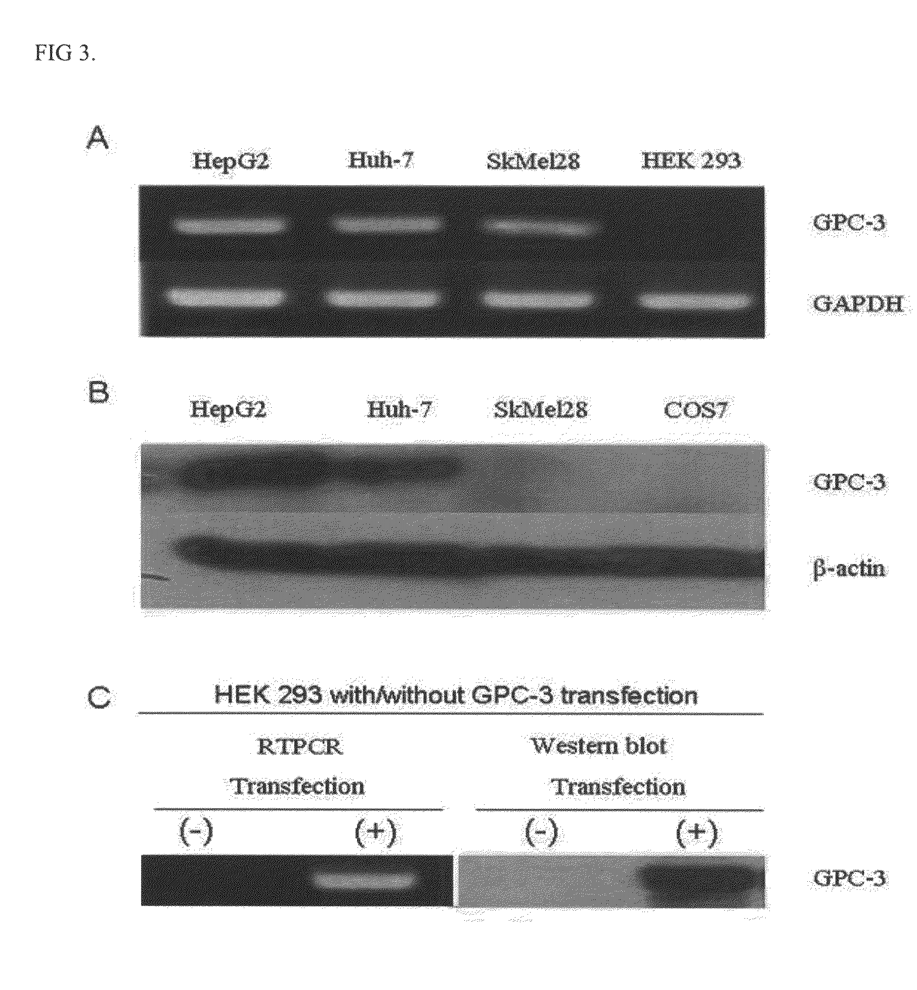 Specific peptide binding to glypican-3