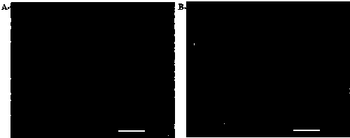 Method of resisting breeding of female rats by sophoricoside