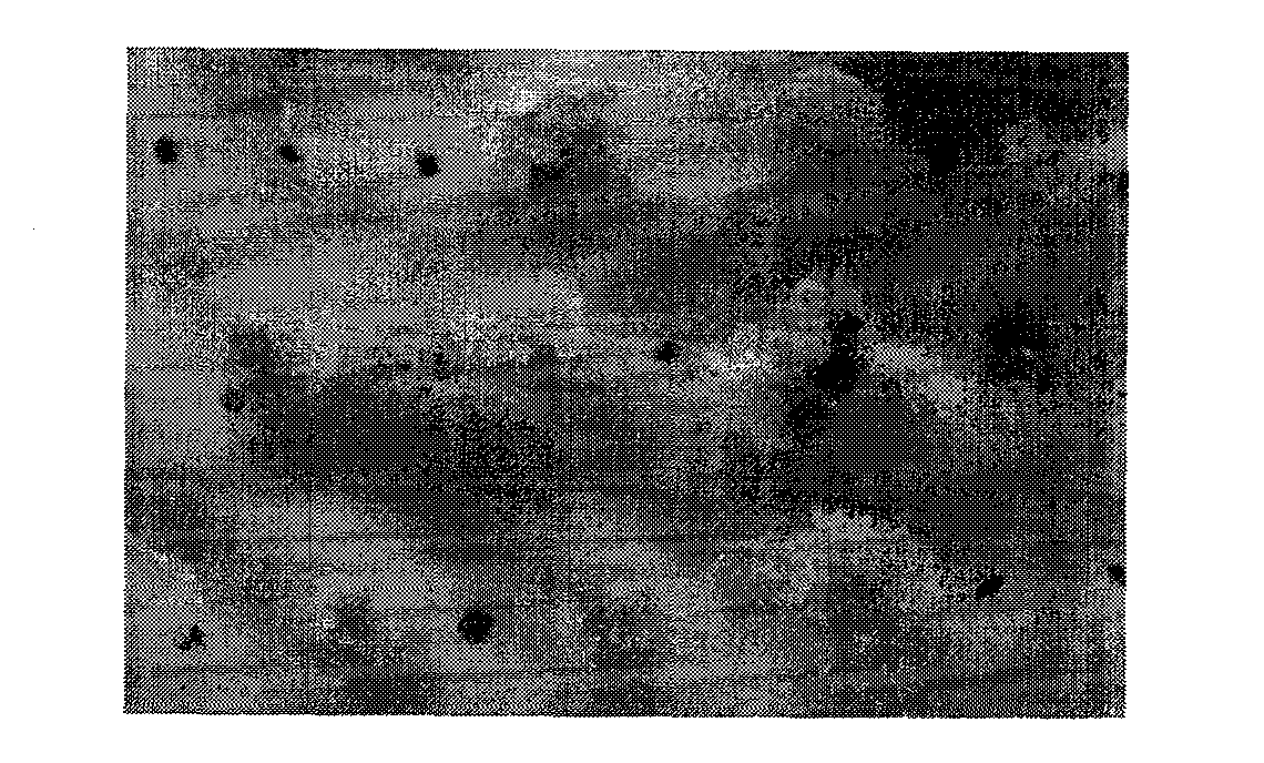 Method for quickly introducing embryonic callus through anther to regenerate plant