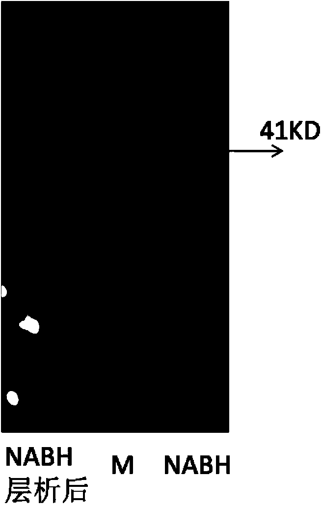 Neoagarobiose hydrolase and application thereof