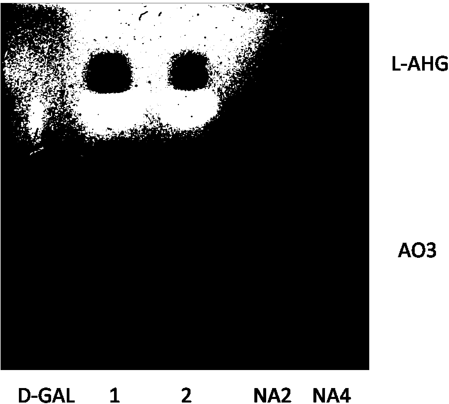 Neoagarobiose hydrolase and application thereof