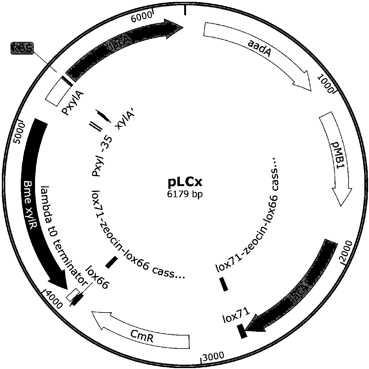 Method for producing N-acetylglucosamine by jointly using glucose and xylose based on CRISPRi