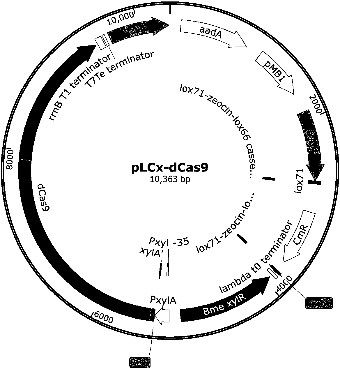 Method for producing N-acetylglucosamine by jointly using glucose and xylose based on CRISPRi