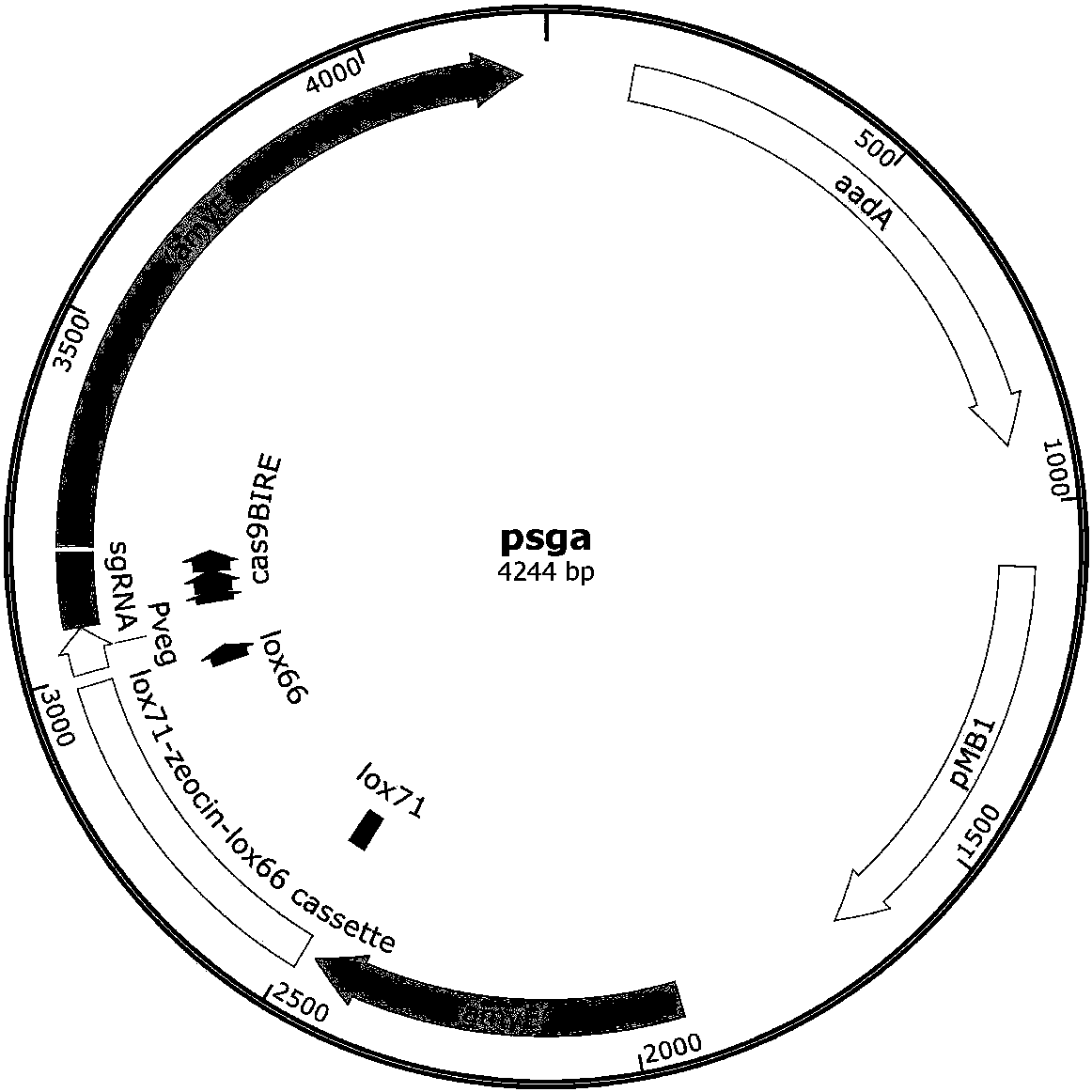 Method for producing N-acetylglucosamine by jointly using glucose and xylose based on CRISPRi