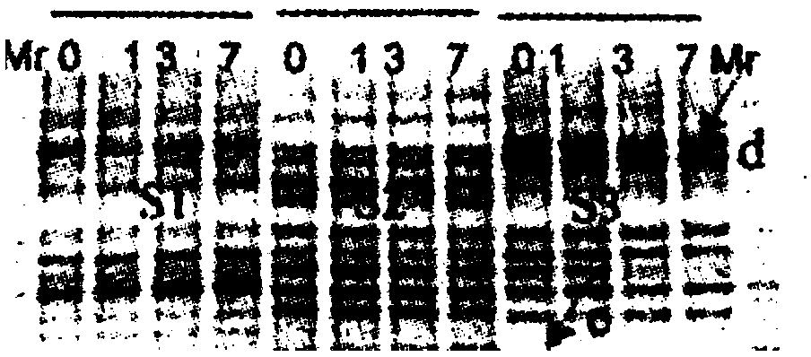 Microbe sample preservation solution for gene detection, preparation method and kit thereof, and application of kit