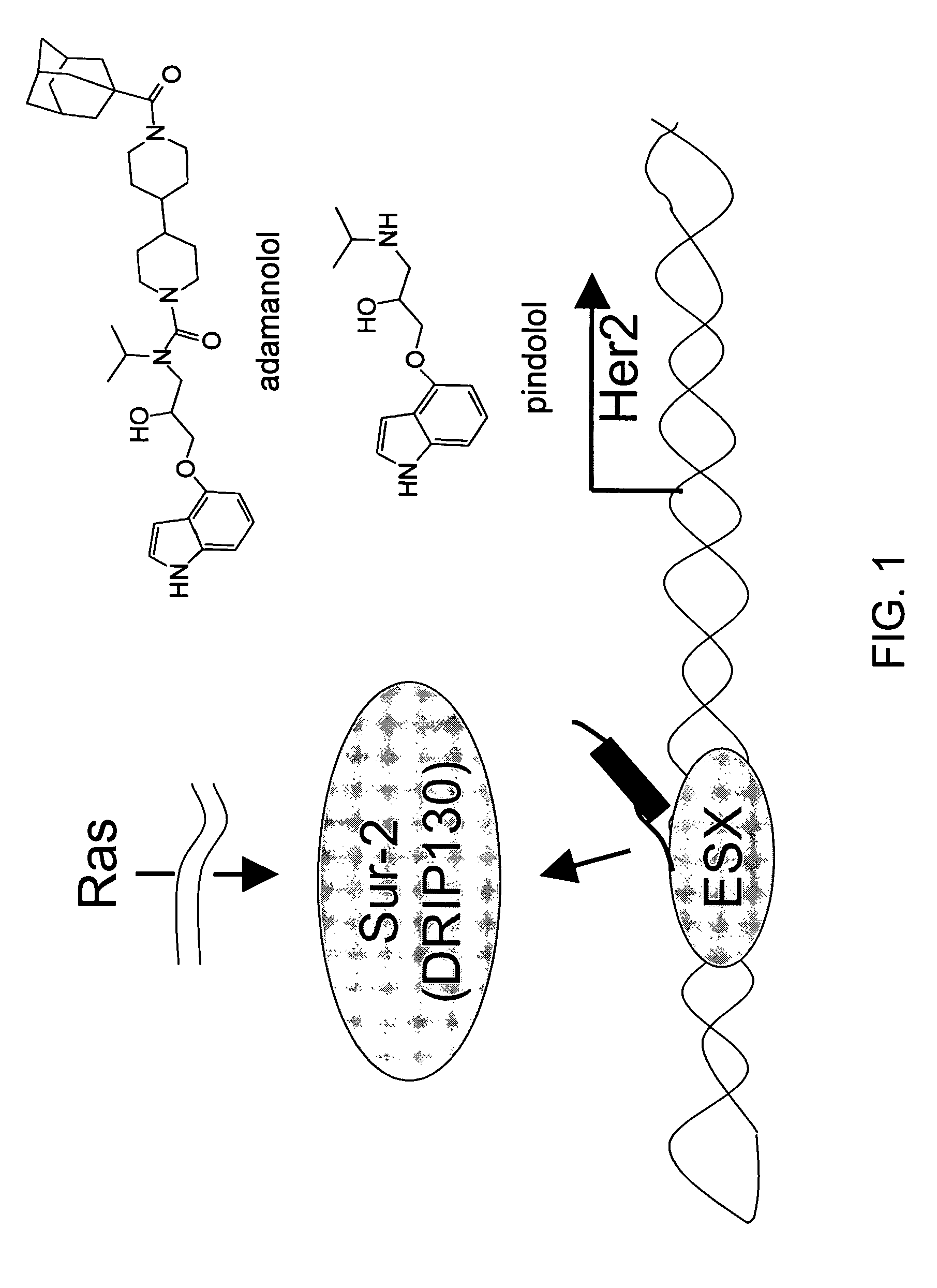 Small molecule inhibitors of HER2 expression