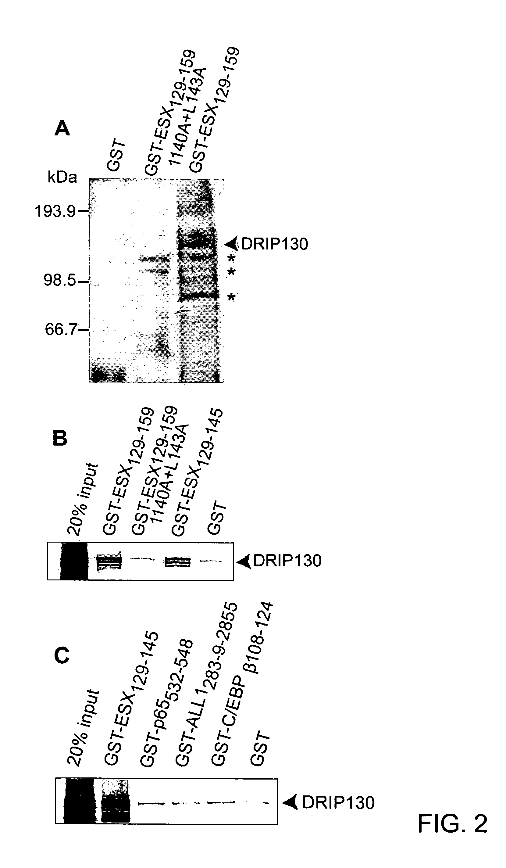 Small molecule inhibitors of HER2 expression