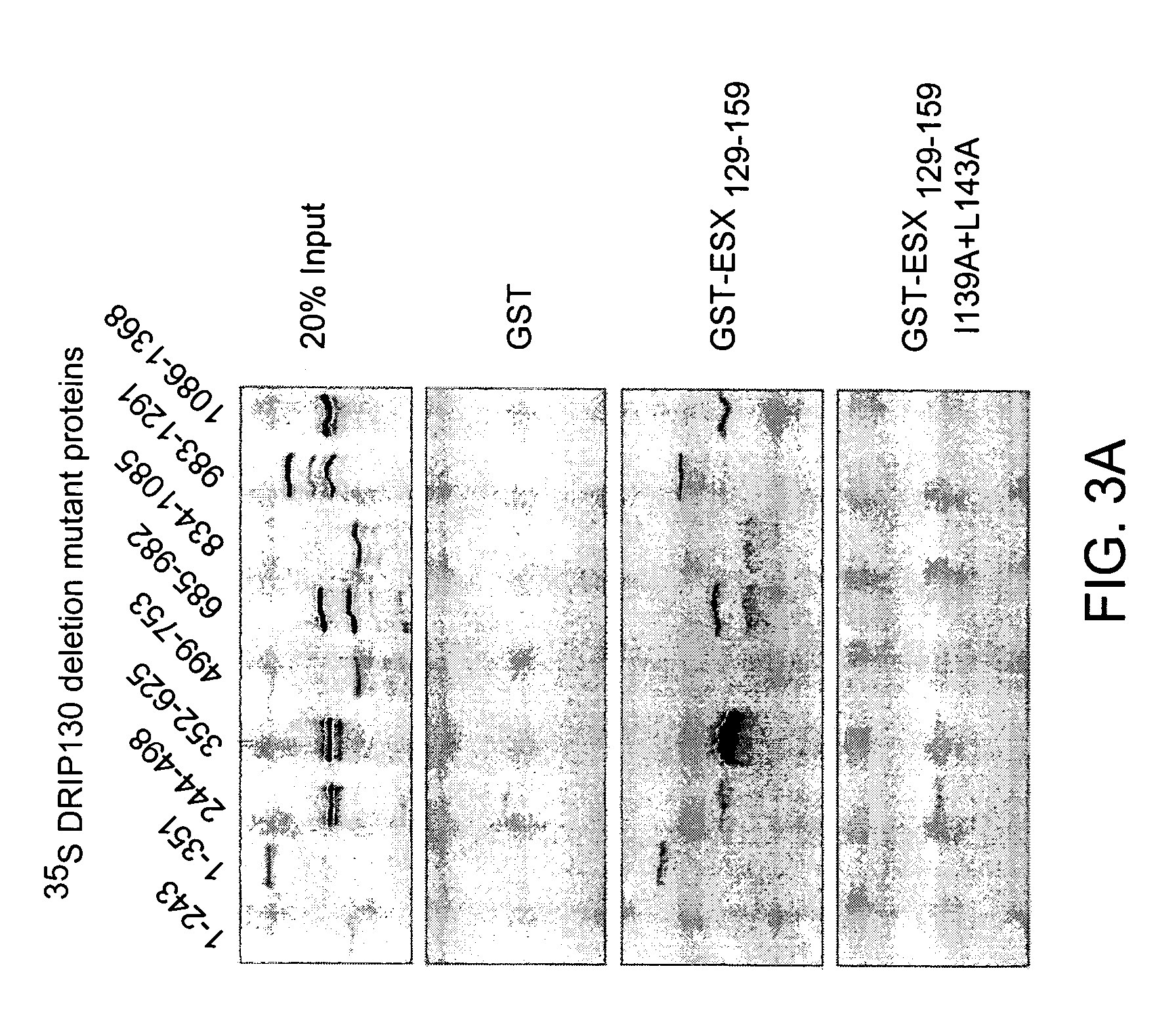 Small molecule inhibitors of HER2 expression