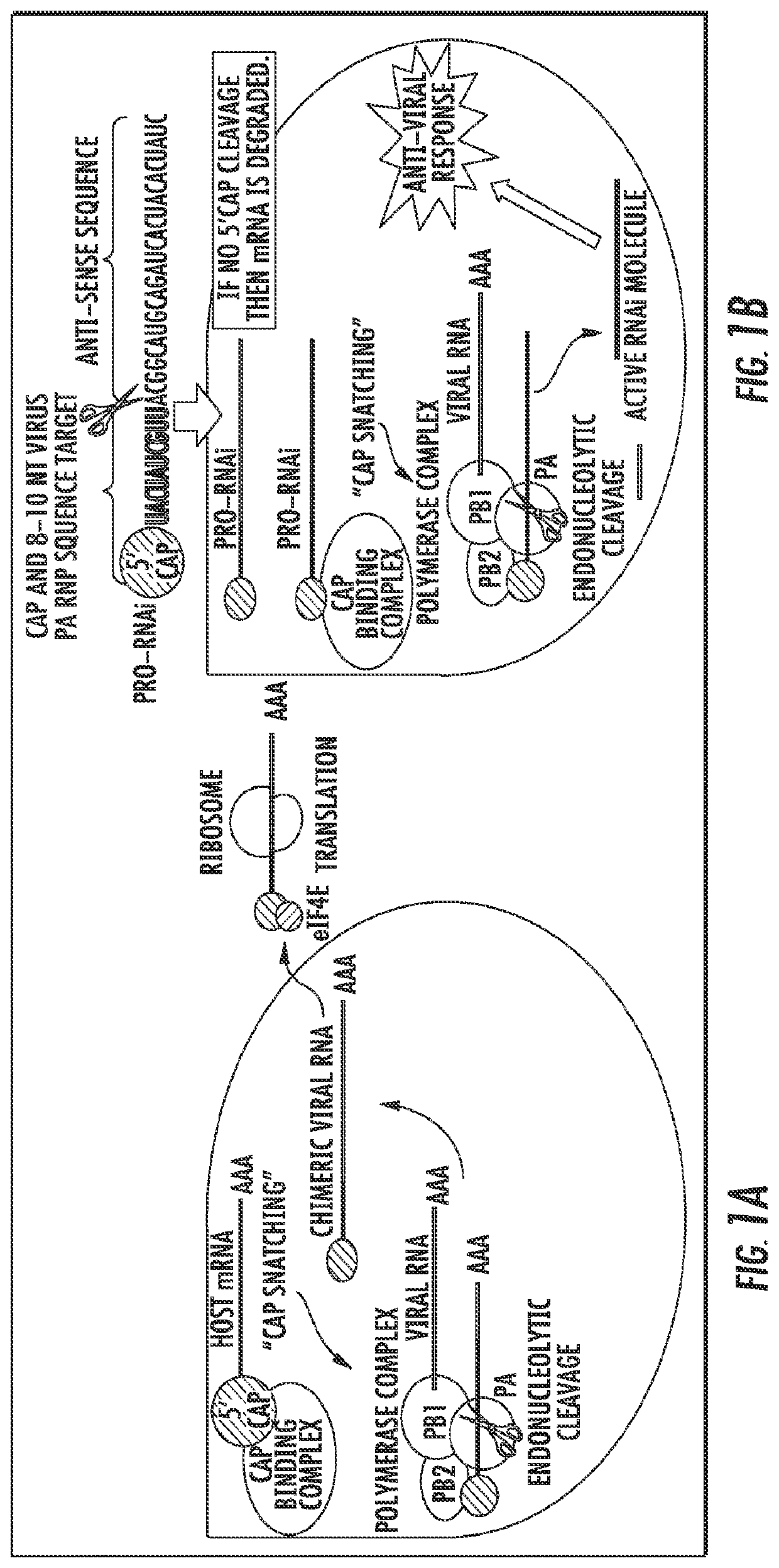 Influenza-activated constructs and methods of use thereof