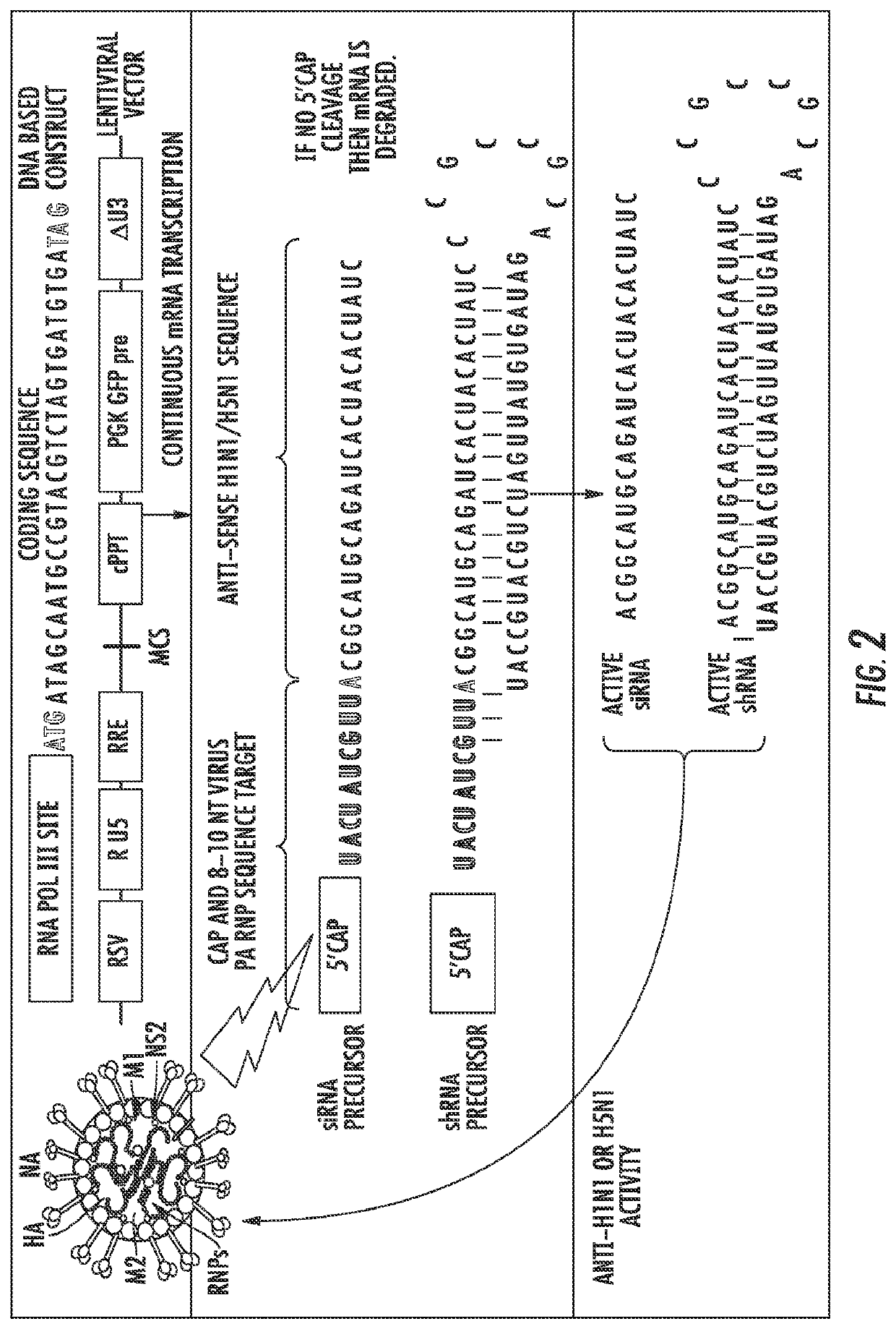 Influenza-activated constructs and methods of use thereof