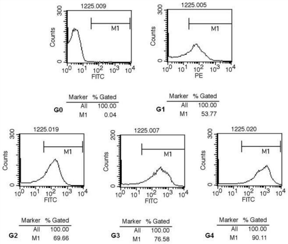 Preparation method and application of double-ligand-carrying interleukin ultrasonic targeting microbubbles