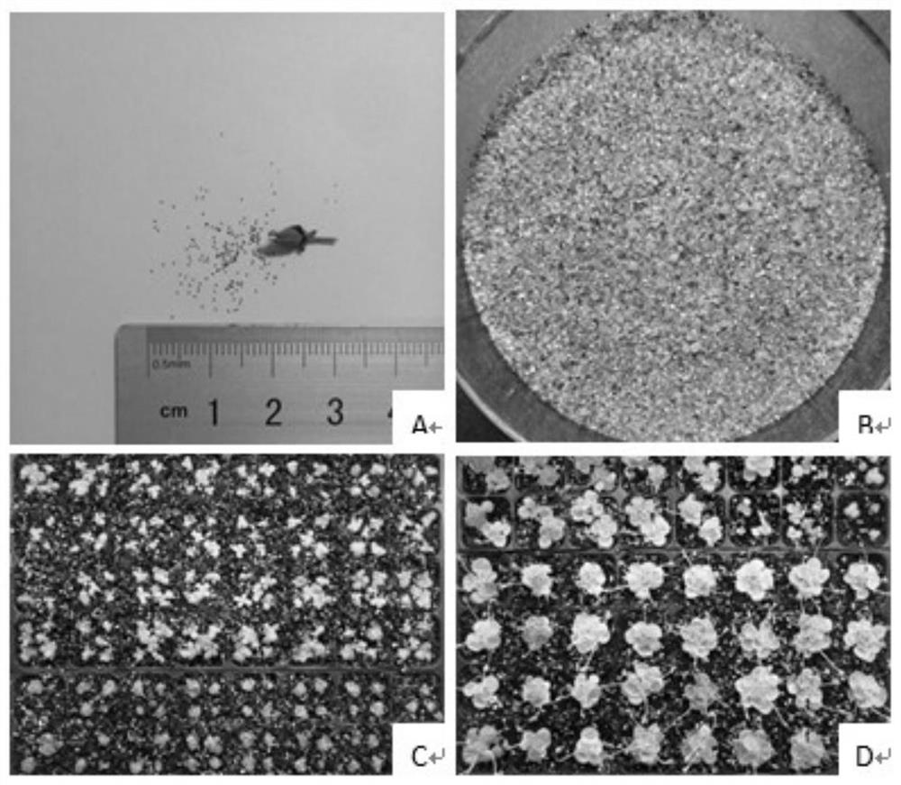 Petrocosmea qinlingensis seed propagation method under manual control condition