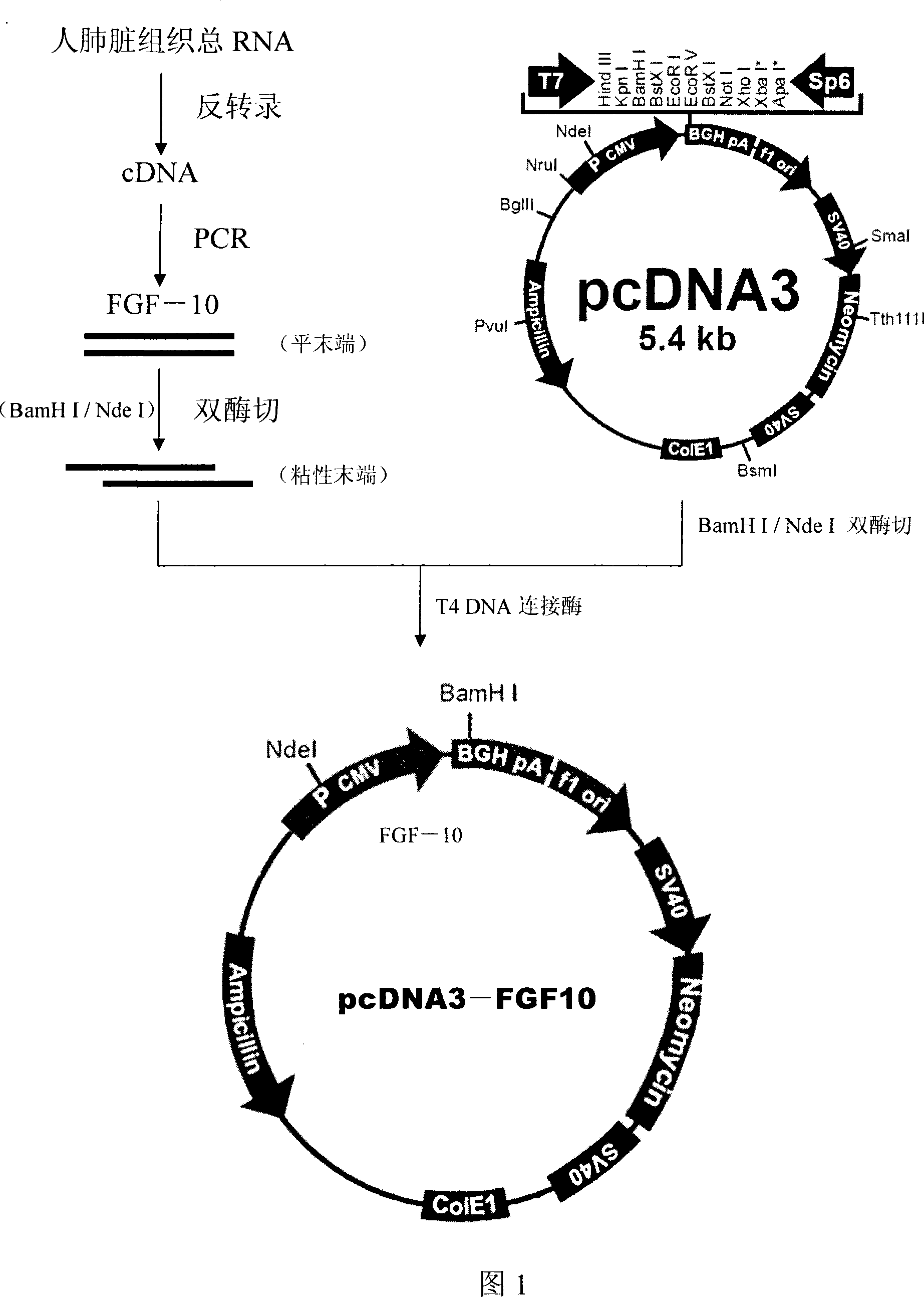 Method of accelerating human hypodermic fat stem cell differentiation and maturation and application thereof