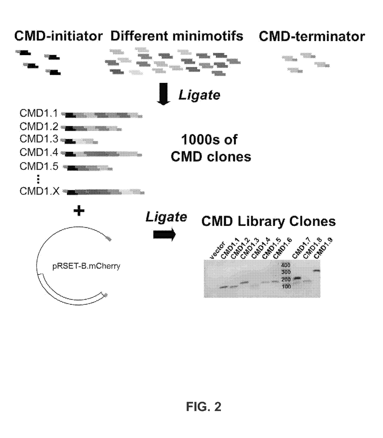 Methods and compositions for screening molecular function comprising chimeric minimotifs