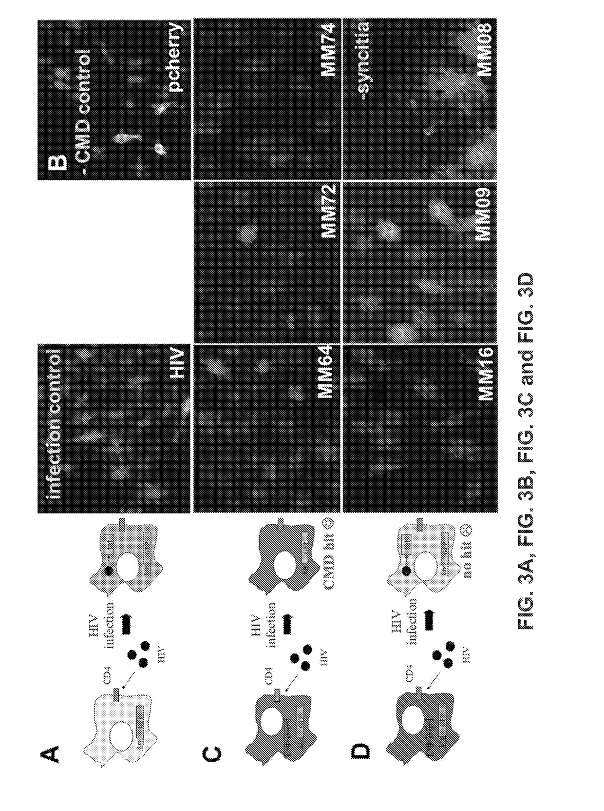 Methods and compositions for screening molecular function comprising chimeric minimotifs