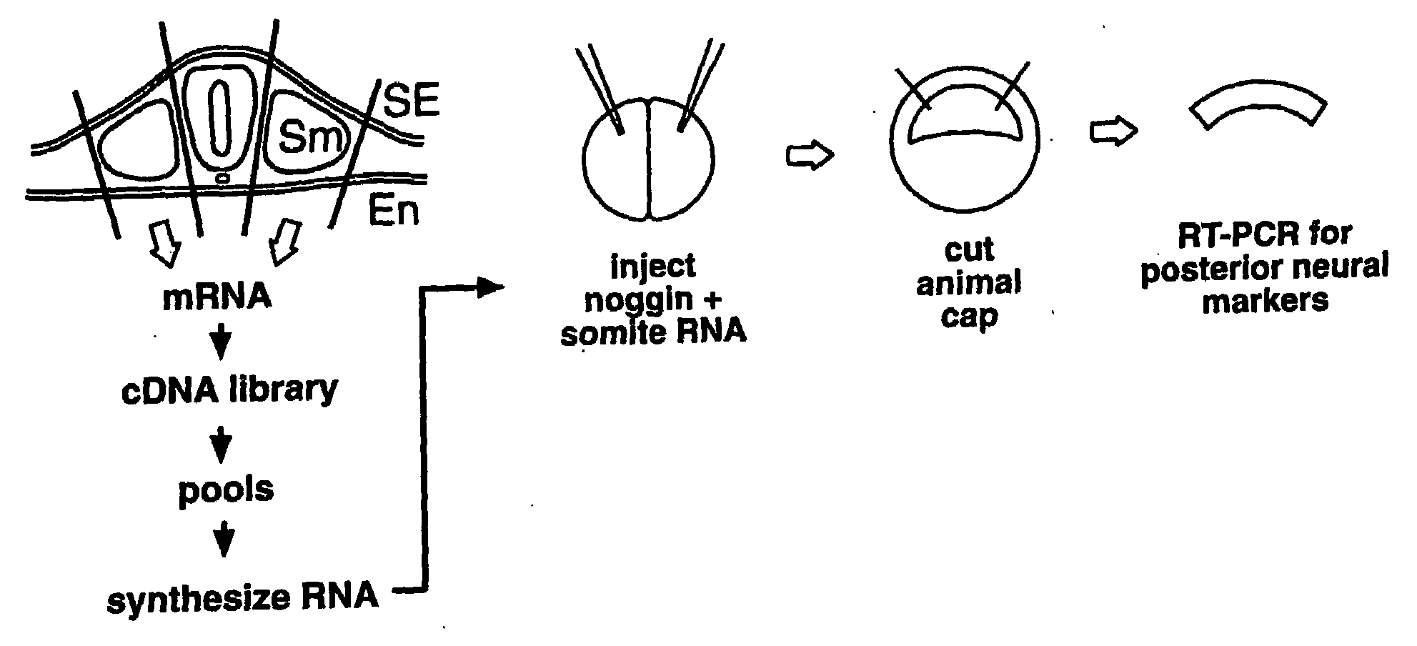 Wise/sost nucleic acid sequences and amino acid sequences