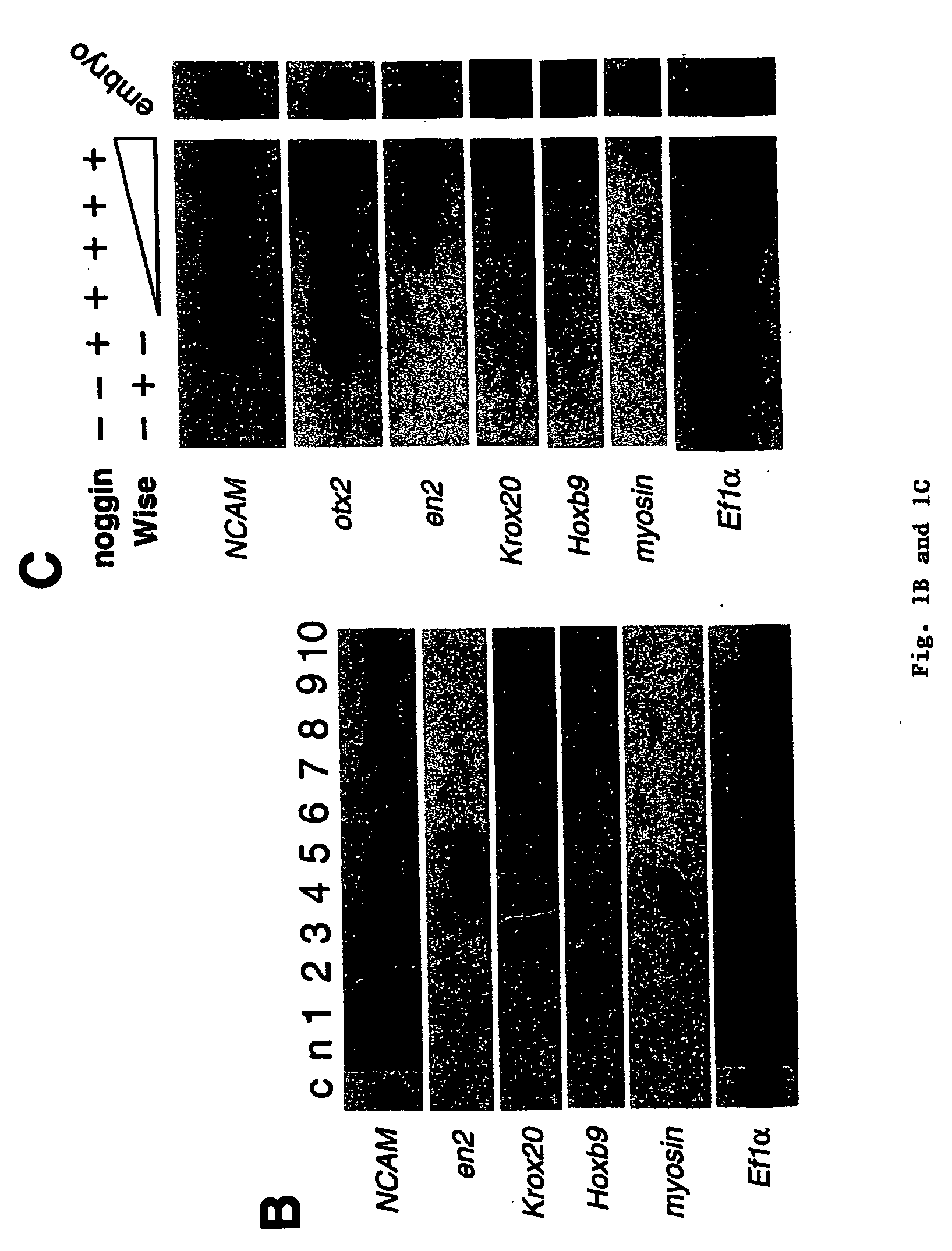 Wise/sost nucleic acid sequences and amino acid sequences