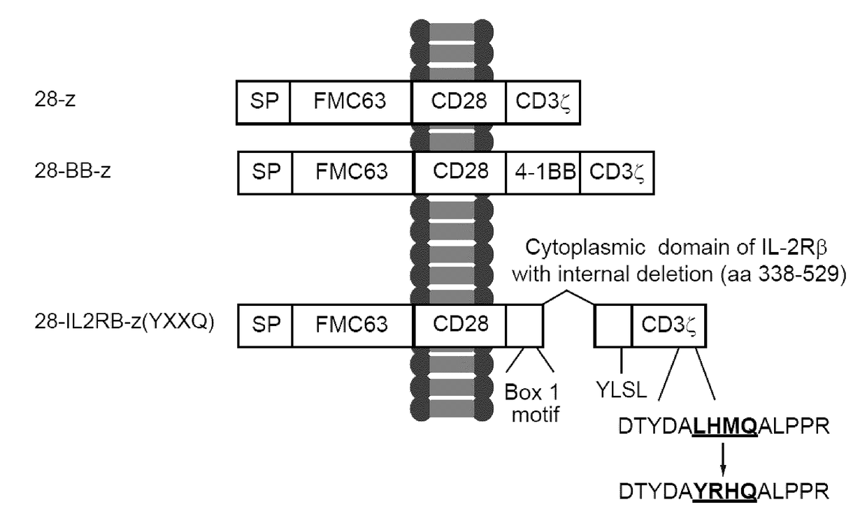 Chimeric Antigen Receptors