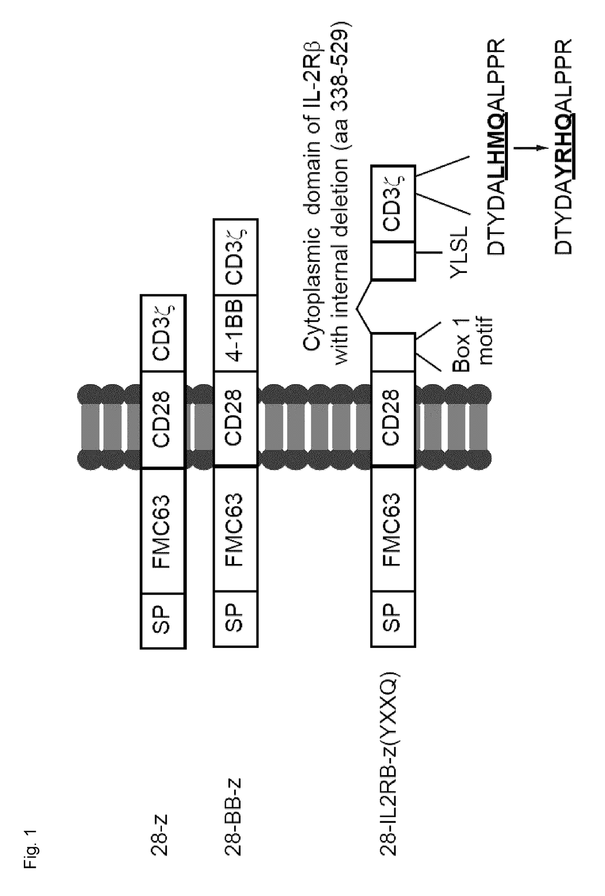 Chimeric Antigen Receptors