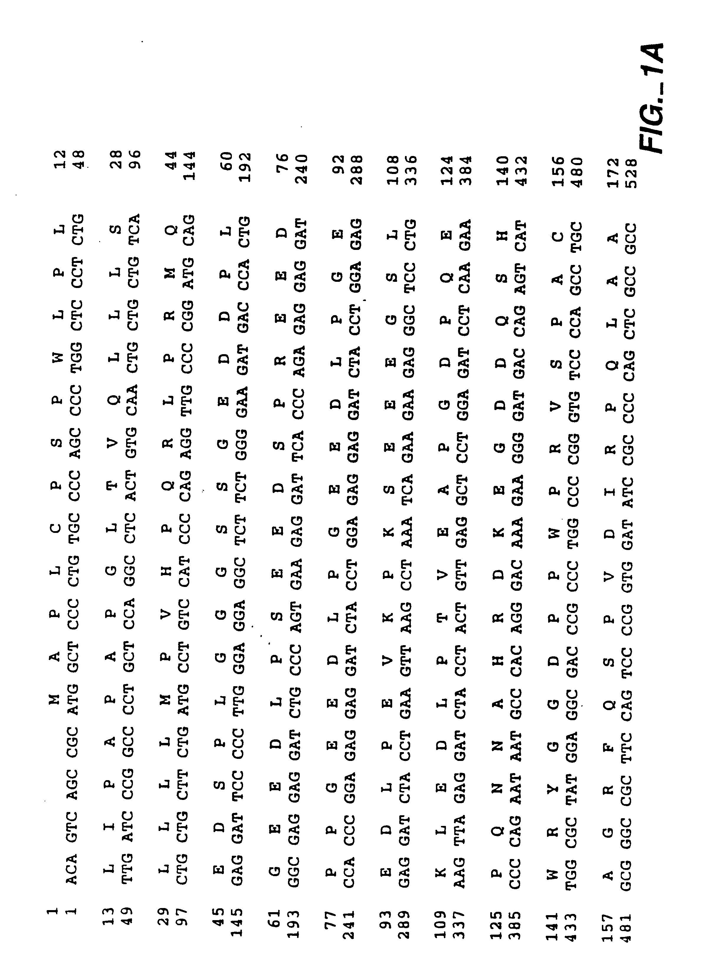 MN gene and protein