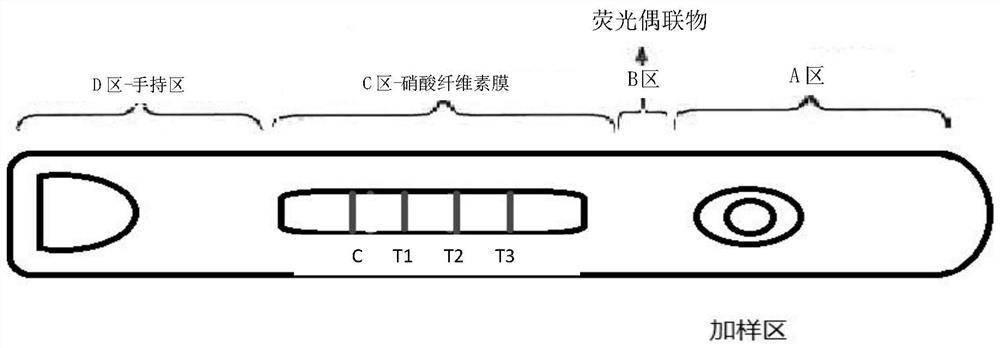 Triple detection chromatography test strip for human cardiac troponin I, human growth differentiation factor 15 and human D dimer and an application thereof