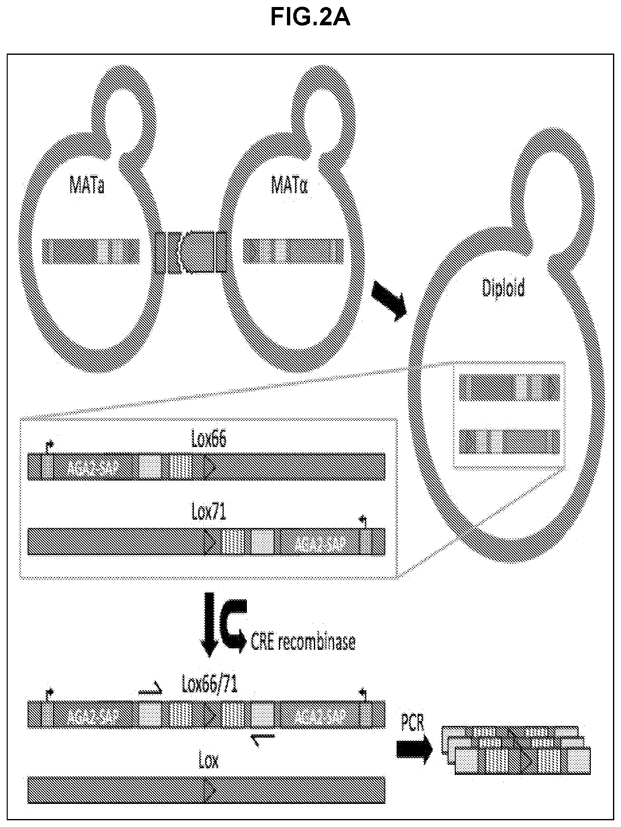 High throughput protein-protein interaction screening in yeast liquid culture