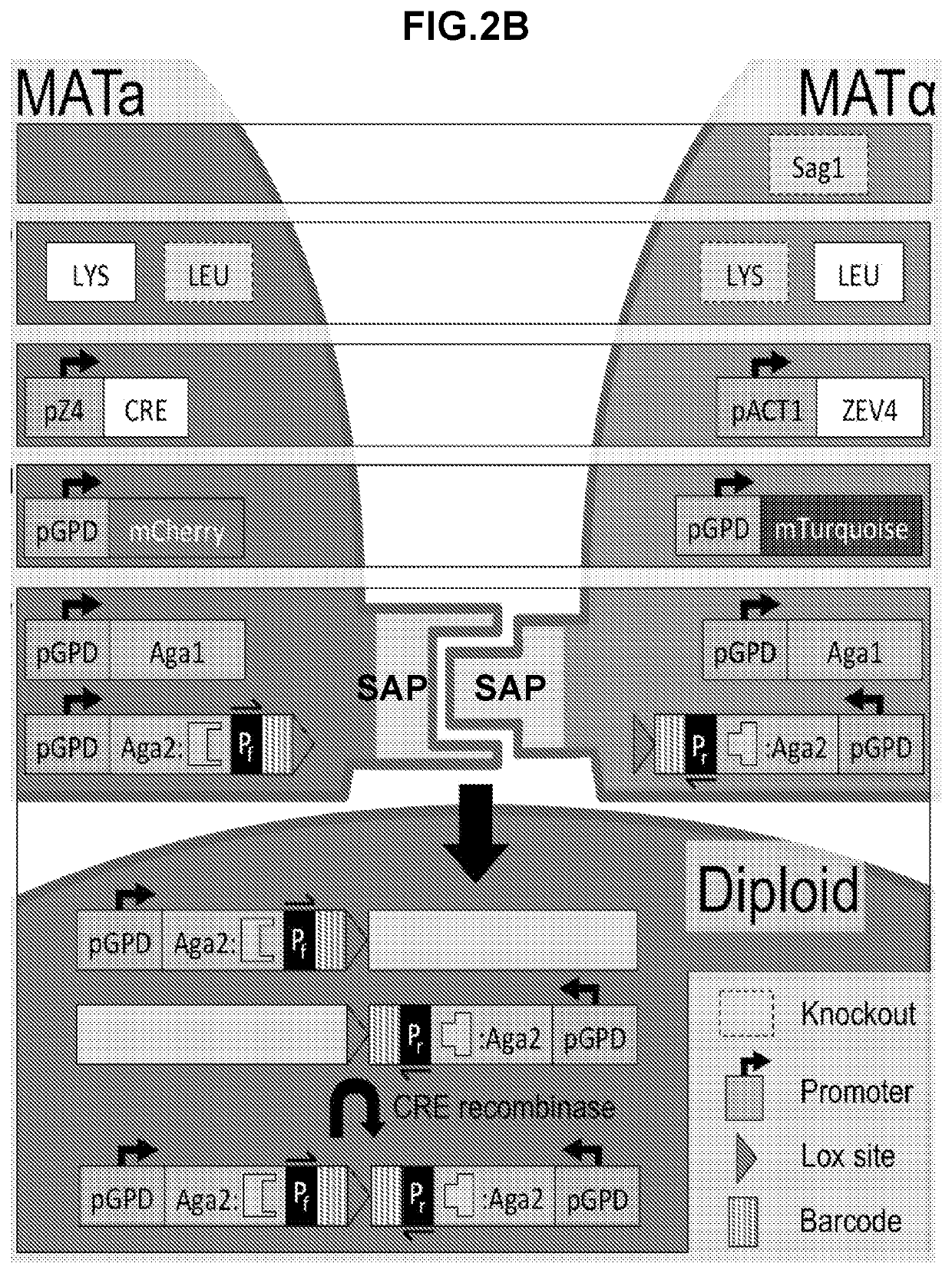 High throughput protein-protein interaction screening in yeast liquid culture