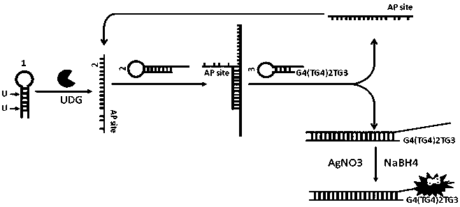 Nonenzymatic biosensor for detecting activity of uracil-DNA glycosylase