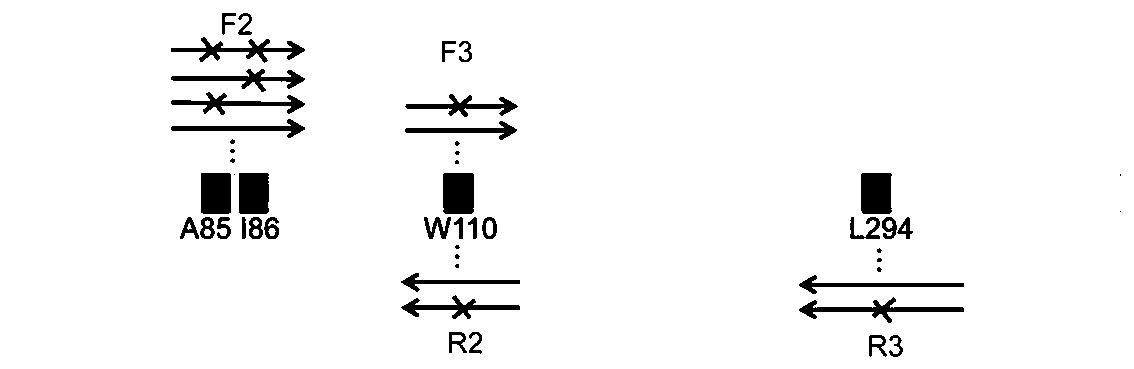 Enzymatic Preparation of Chiral 3-Hydroxytetrahydrofuran and Alcohol Dehydrogenase Mutants