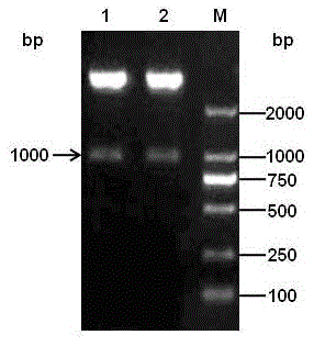 Efficiently expressed series porcine alpha and gamma interferon genes and application of expressed protein thereof