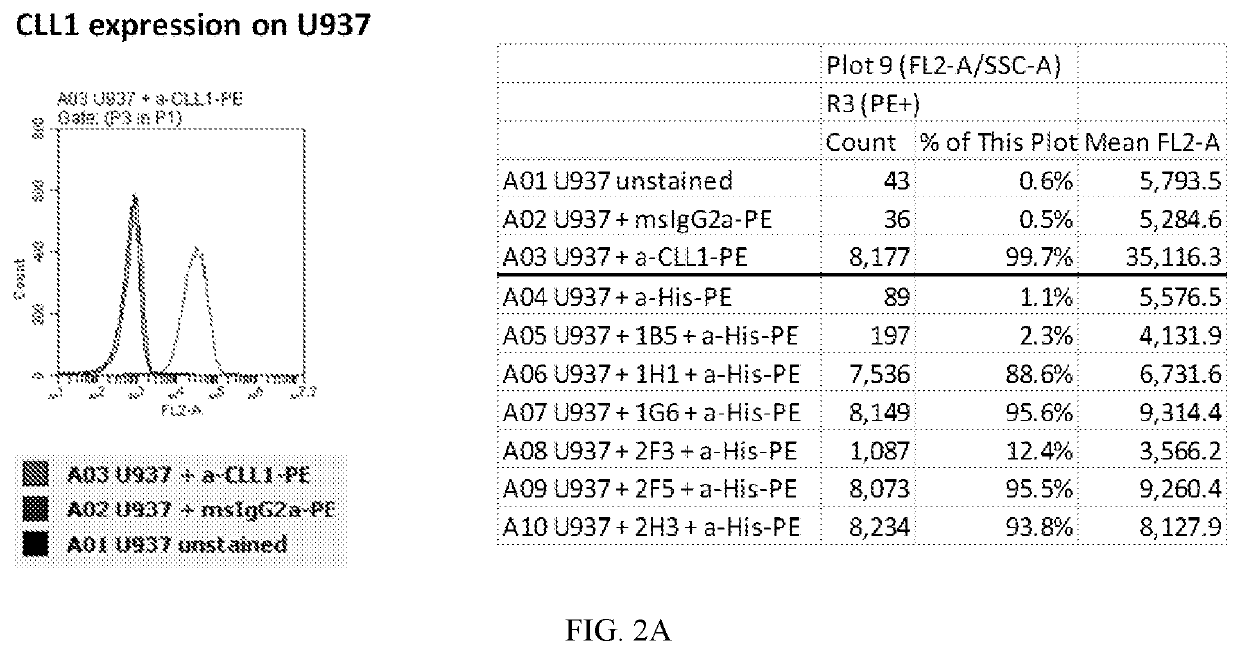 Single domain antibodies against cll-1